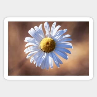 Close-up of a daisy Sticker